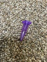 JUNGLE BOYS Hellraiser x L.A. Kush Cake, 1 Samen feminisiert