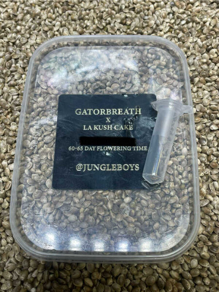JUNGLE BOYS Gatorbreath x L.A. Kush Cake, 1 Samen feminisiert