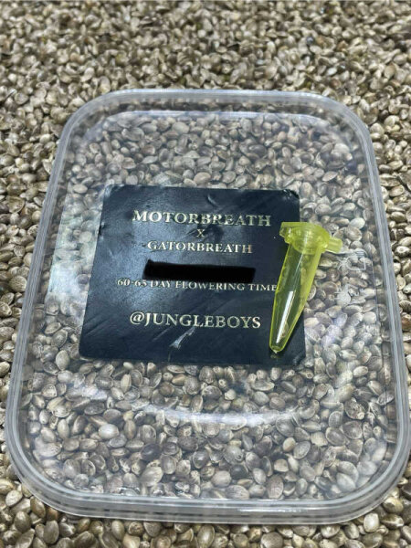 JUNGLE BOYS Motorbreath x Gator Breath, 1 Samen regular