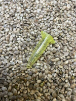 JUNGLE BOYS Motorbreath x Gator Breath, 1 Samen regular