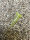 JUNGLE BOYS Motorbreath x Gator Breath, 1 Samen regular
