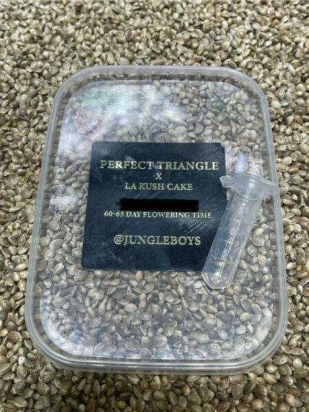 JUNGLE BOYS Perfect Triangle x L.A. Kush Cake, 1 Samen feminisiert