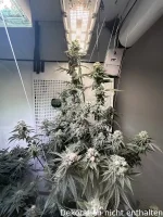 JUNGLE BOYS Perfect Triangle x L.A. Kush Cake, 1 Samen feminisiert