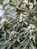 JUNGLE BOYS Perfect Triangle x L.A. Kush Cake, 1 Samen feminisiert