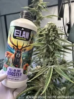 JUNGLE BOYS Perfect Triangle x L.A. Kush Cake, 1 Samen feminisiert