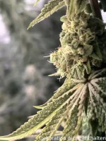 JUNGLE BOYS Perfect Triangle x L.A. Kush Cake, 1 Samen feminisiert
