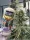 JUNGLE BOYS Perfect Triangle x L.A. Kush Cake, 1 Samen feminisiert