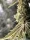 JUNGLE BOYS Perfect Triangle x L.A. Kush Cake, 1 Samen feminisiert