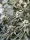 JUNGLE BOYS Perfect Triangle x L.A. Kush Cake, 1 Samen feminisiert