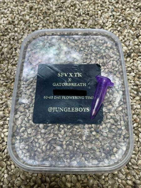 JUNGLE BOYS SFV x TK x Gatorbreath, 1 Samen regular