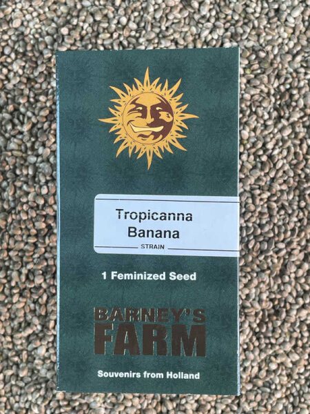Barney`s Farm Seeds Tropicanna Banana, 1 Samen feminisiert
