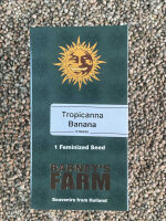 Barney`s Farm Seeds Tropicanna Banana, 1 Samen feminisiert