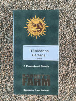 Barney`s Farm Seeds Tropicanna Banana, 3 Samen feminisiert