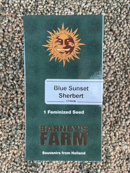 Barney`s Farm Seeds Blue Sunset Sherbert, 1 Samen feminisiert