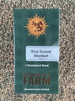 Barney`s Farm Seeds Blue Sunset Sherbert, 1 Samen feminisiert