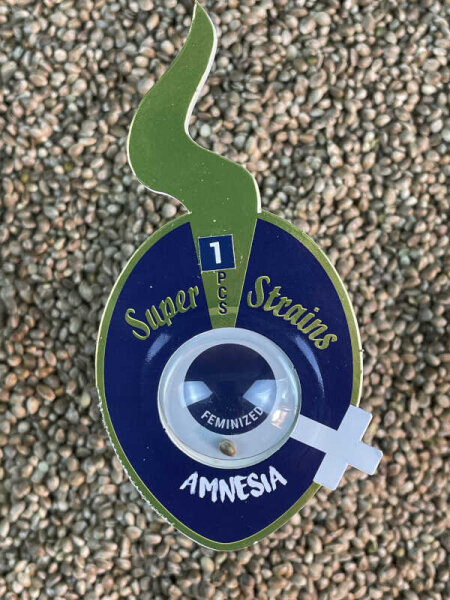 Super Strains Amnesia, 1 Samen feminisiert