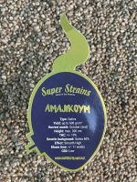 Super Strains Amajikoym, 1 Samen feminisiert