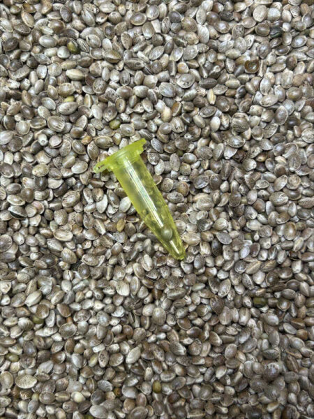 Gold Harvest CLEMENTINE KUSH, 1 Samen feminisiert