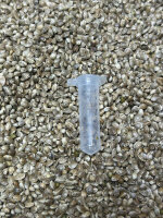 Gold Harvest CRITICAL WIDOW, 1 Samen feminisiert