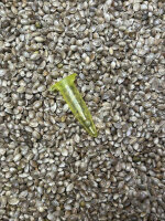 Gold Harvest DOSIDOS, 1 Samen feminisiert