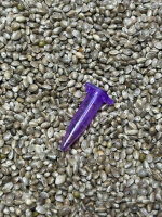 Gold Harvest MIMOSA ORANGE, 1 Samen feminisiert