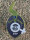 Super Strains Saga-CBD,CBD:THC,10:1, 1 Samen feminisiert