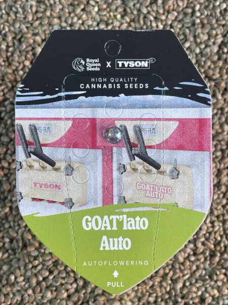 ROYAL QUEEN SEEDS X TYSON GOATlato Auto, 1 Samen automatic