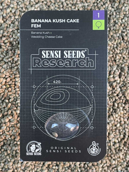 SENSI SEEDS RESEARCH BANANA KUSH CAKE, 1 Samen feminisiert