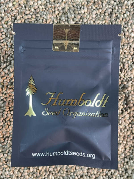 HUMBOLDT SEEDS ORGANISATION ICE CREAM CAKE FAST FLOWERING, 3 Samen feminisiert