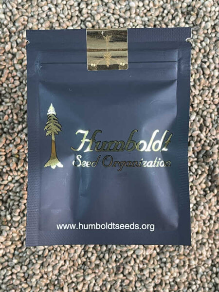 HUMBOLDT SEEDS ORGANISATION PEANUT BUTTER BREATH FAST FLOWERING, 3 Samen feminisiert