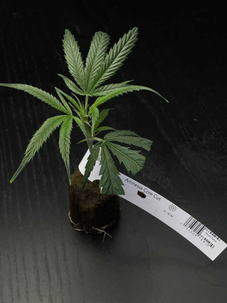 Vermehrungsmaterial Amnesia Core Cut