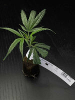 Vermehrungsmaterial Amnesia Core Cut