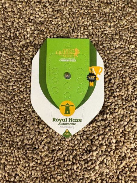 ROYAL QUEEN SEEDS Royal Haze Auto, 1 Samen automatic