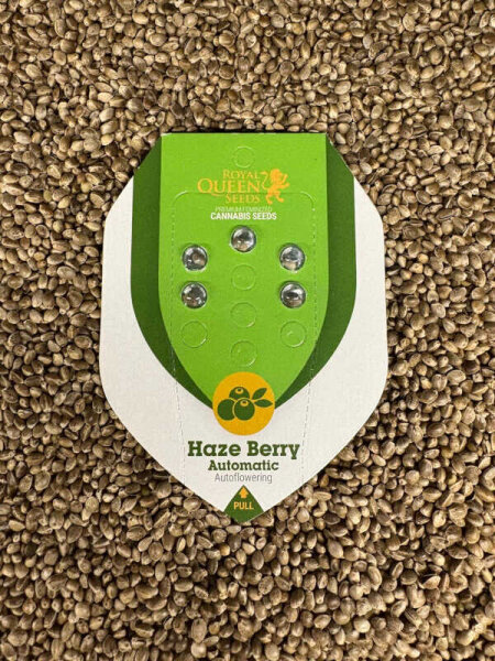 ROYAL QUEEN SEEDS Haze Berry Auto, 5 Samen automatic