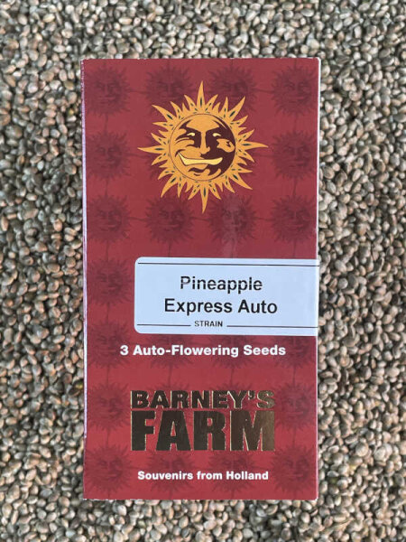 Barney`s Farm Seeds Pineapple Express Auto, 3 Samen automatic