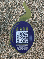 Super Strains Cookies Krush, 3 Samen feminisiert