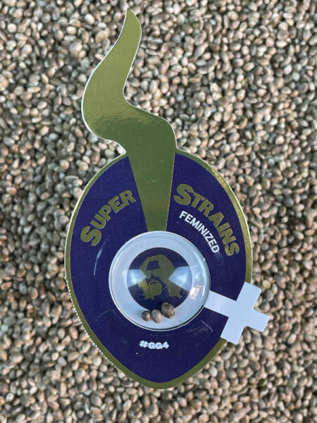 Super Strains #GG4 (Gorilla Glue), 3 Samen feminisiert