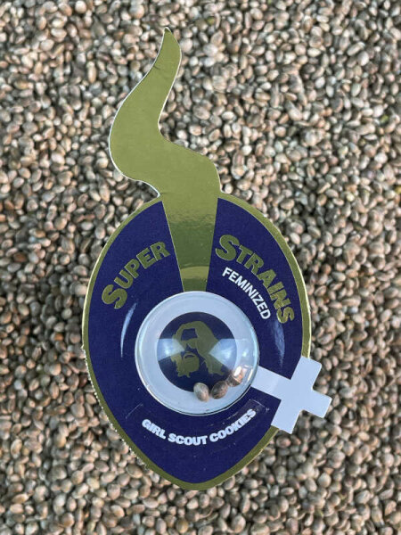 Super Strains Girl Scout Cookies, 3 Samen feminisiert