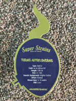 Super Strains Turing Autoflowering, 3 Samen automatic