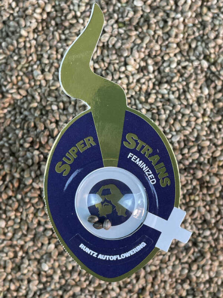 Super Strains Runtz Auto, 3 Samen automatic