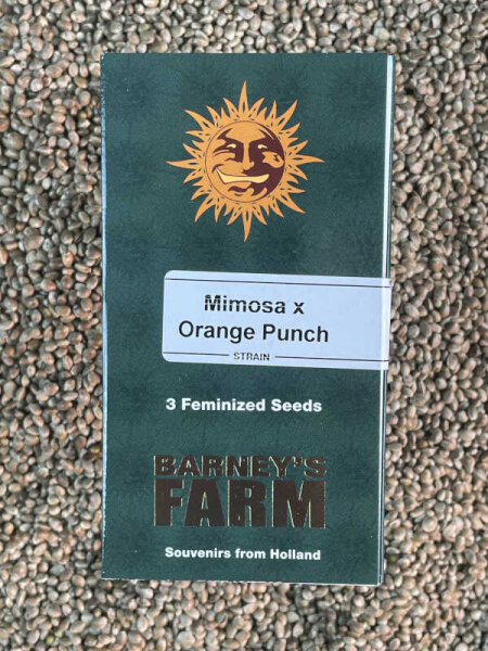 Barney`s Farm Seeds Mimosa x Orange Punch, 3 Samen feminisiert