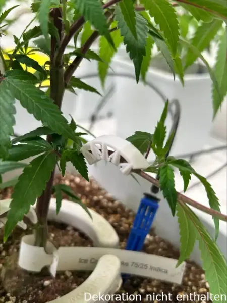 Bending Clips (Halbmond)