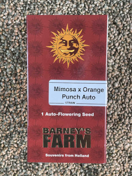 Barney`s Farm Seeds Mimosa X Orange Punch Auto, 1 Samen automatic