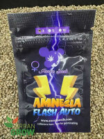 ANESIA SEEDS AMNESIA FLASH AUTO, 3 Samen automatic