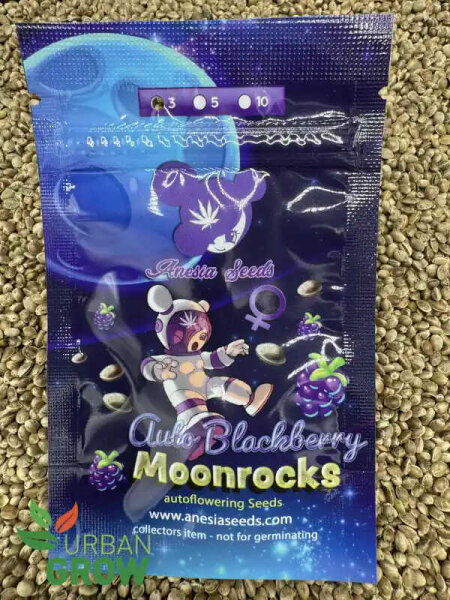 ANESIA SEEDS AUTO BLACKBERRY MOONROCKS, 3 Samen automatic