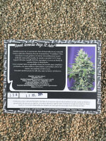 Sweet Seeds Sweet Amnesia Haze XL Auto, 3 + 1 Samen automatic