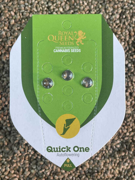 ROYAL QUEEN SEEDS Quick One Auto, 3 Samen automatic