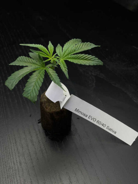 Vermehrungsmaterial Mimosa EVO 60:40