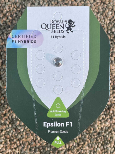 ROYAL QUEEN SEEDS Epsilon F1, 1 Samen feminisiert