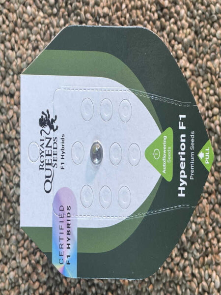 ROYAL QUEEN SEEDS Hyperion F1, 1 Samen feminisiert